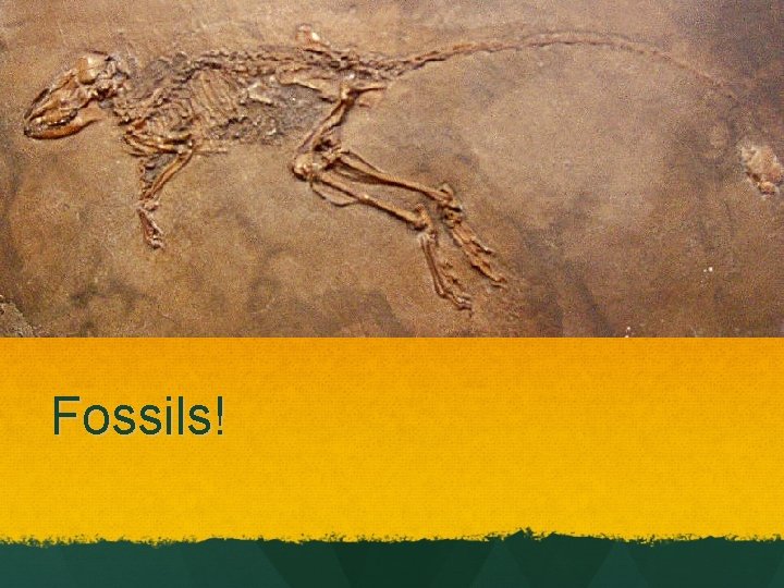 Fossils! 