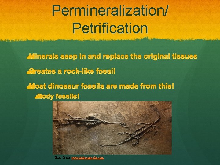 Permineralization/ Petrification Photo Credit: www. dailysciencefix. com 
