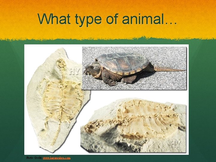 What type of animal… Photo Credit: www. harunyahya. com 
