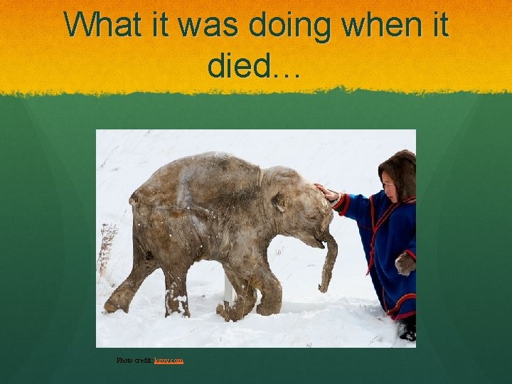 What it was doing when it died… Photo credit: kgov. com 