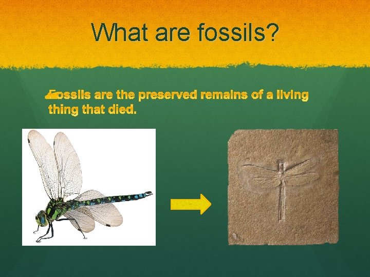 What are fossils? 