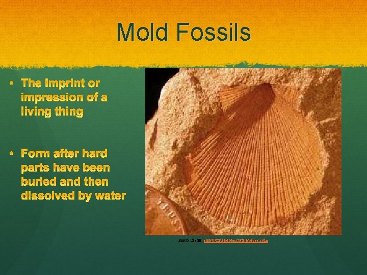 Mold Fossils Photo Credit: edt 907 finalproject. wikispaces. com 