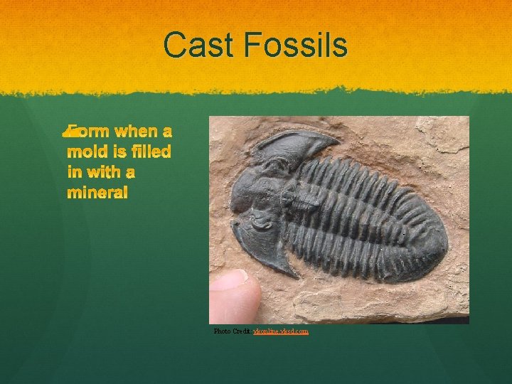 Cast Fossils Photo Credit: ykonline. yksd. com 