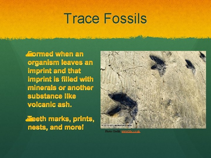 Trace Fossils Photo Credit: www. bbc. co. uk 