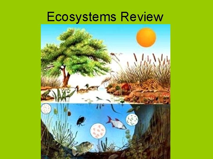 Ecosystems Review 