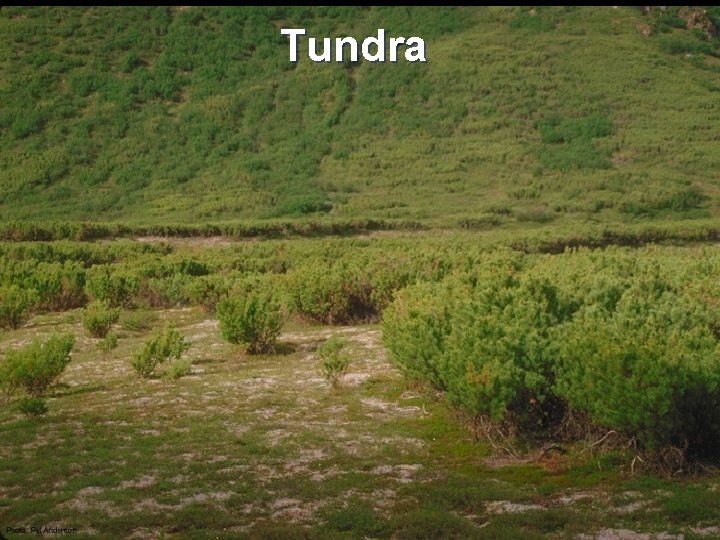 Tundra 