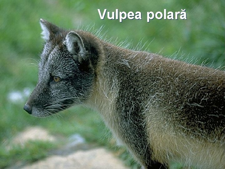 Vulpea polară 