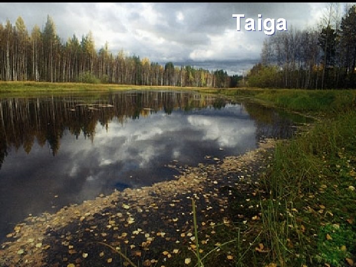 Taiga 