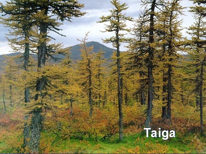 Taiga 