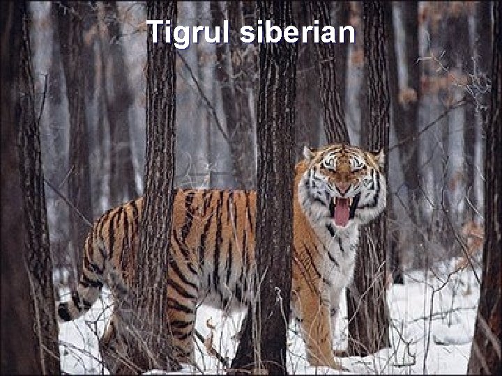 Tigrul siberian 