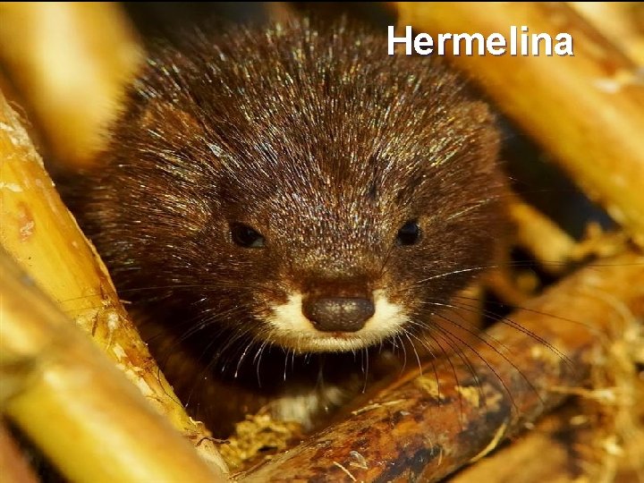 Hermelina 