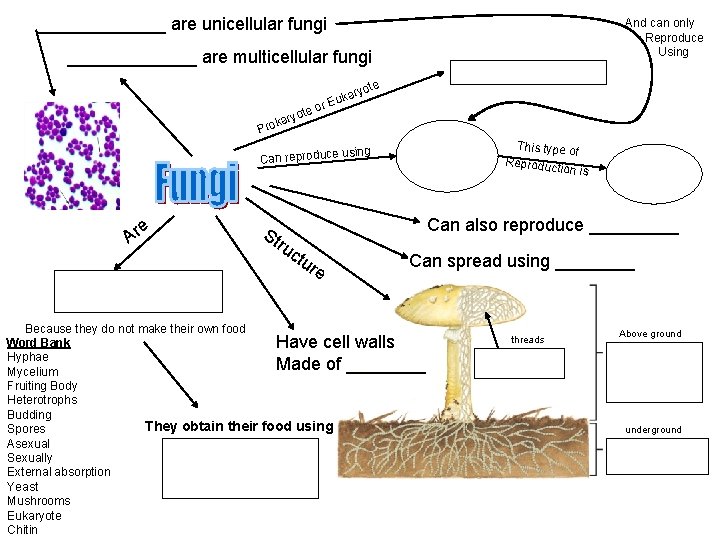 are unicellular fungi And can only Reproduce Using