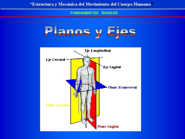 “Estructura y Mecánica Movimiento Cuerpo Humano” “Estructura y Mecánica deldel Movimiento deldel Cuerpo Humano”