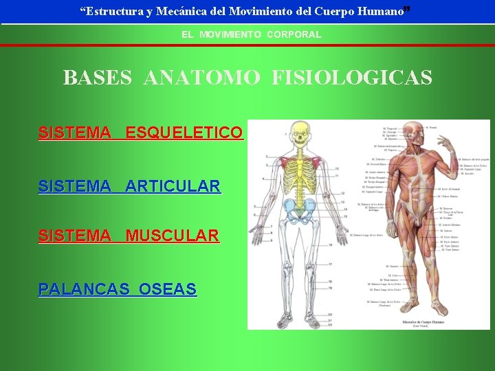 “Estructura y Mecánica Movimiento Cuerpo Humano” “Estructura y Mecánica deldel Movimiento deldel Cuerpo Humano”