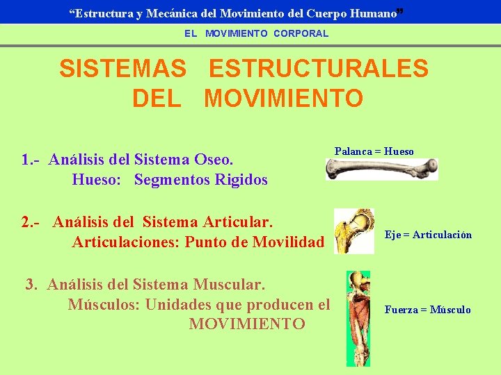 “Estructura y Mecánica del Movimiento del Cuerpo Humano” EL MOVIMIENTO CORPORAL SISTEMAS ESTRUCTURALES DEL