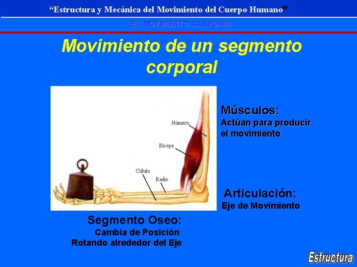 “Estructura y Mecánica del Movimiento del Cuerpo Humano” EL MOVIMIENTO CORPORAL Movimiento de un