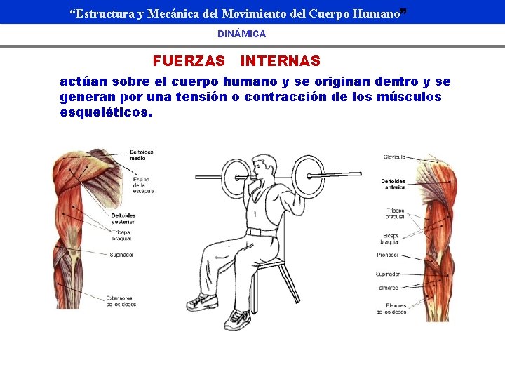 “Estructura y Mecánica del Movimiento del Cuerpo Humano” DINÁMICA FUERZAS INTERNAS actúan sobre el