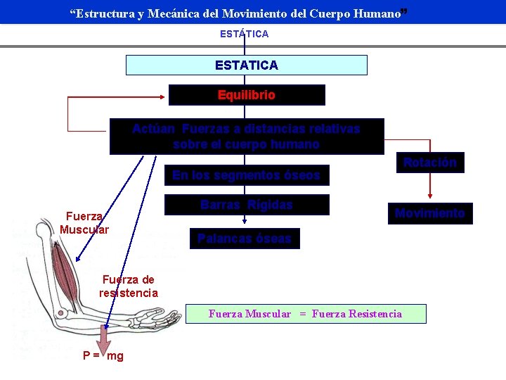 “Estructura y Mecánica del Movimiento del Cuerpo Humano” ESTÁTICA ESTATICA Equilibrio Actúan Fuerzas a