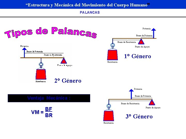 “Estructura y Mecánica del Movimiento del Cuerpo Humano” PALANCAS 1° Género 2° Género Ventaja