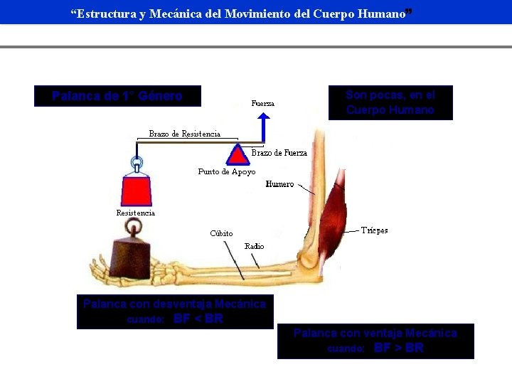 “Estructura y Mecánica del Movimiento del Cuerpo Humano” Palanca de 1° Género Son pocas,