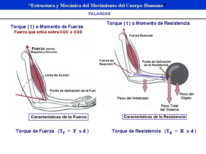 “Estructura y Mecánica del Movimiento del Cuerpo Humano” PALANCAS Torque ( t ) o