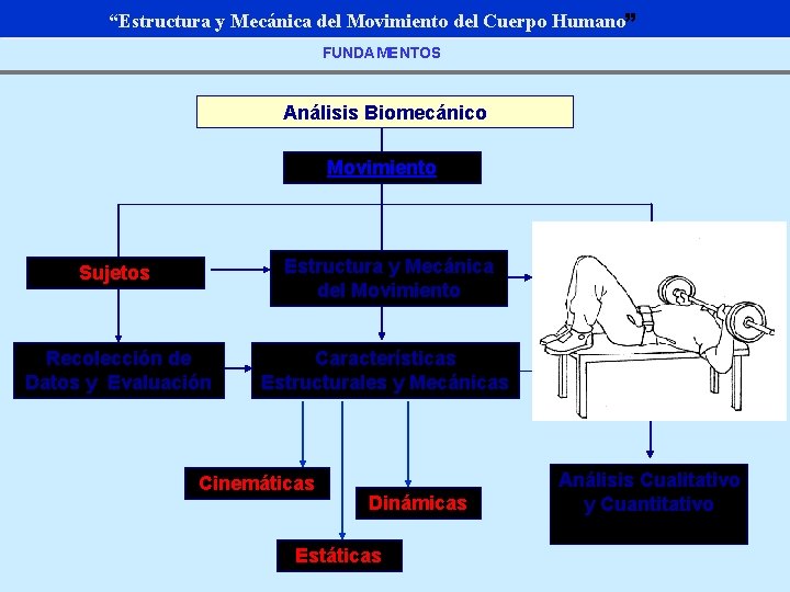 “Estructura y Mecánica del Movimiento del Cuerpo Humano” FUNDAMENTOS Análisis Biomecánico Movimiento Sujetos Estructura
