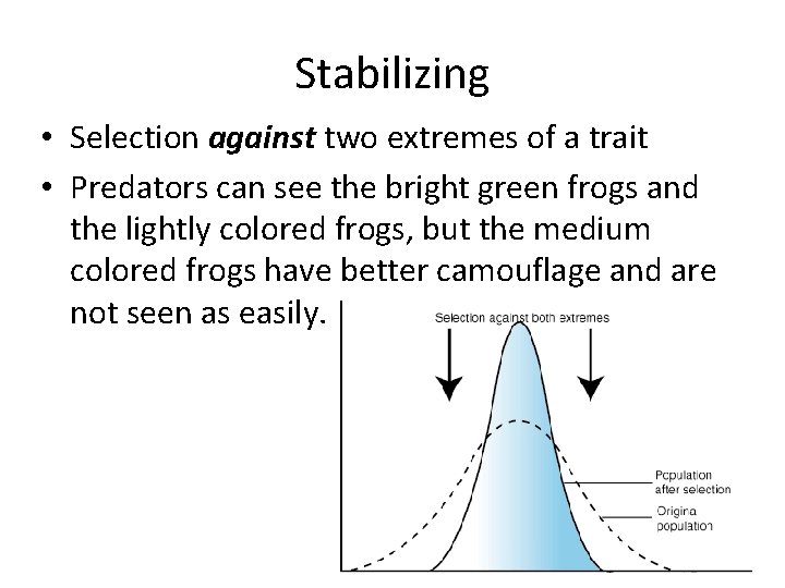 Stabilizing • Selection against two extremes of a trait • Predators can see the