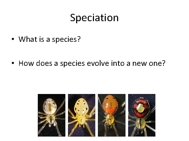 Speciation • What is a species? • How does a species evolve into a