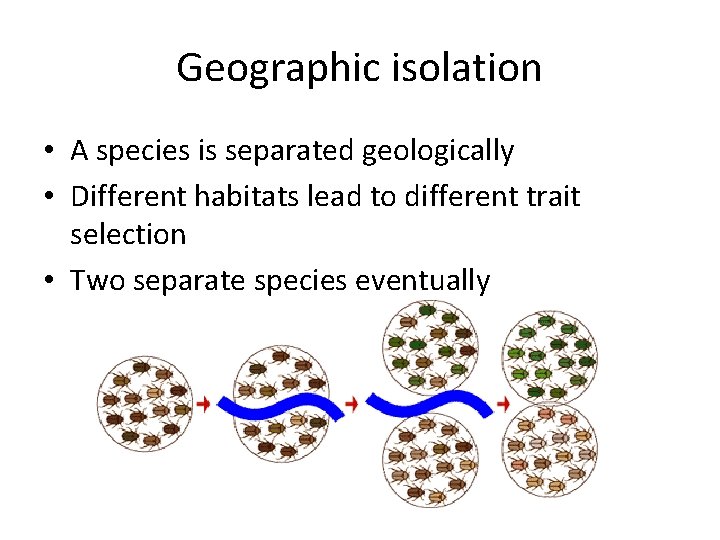Geographic isolation • A species is separated geologically • Different habitats lead to different