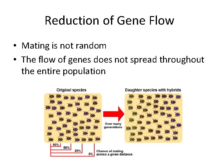 Reduction of Gene Flow • Mating is not random • The flow of genes