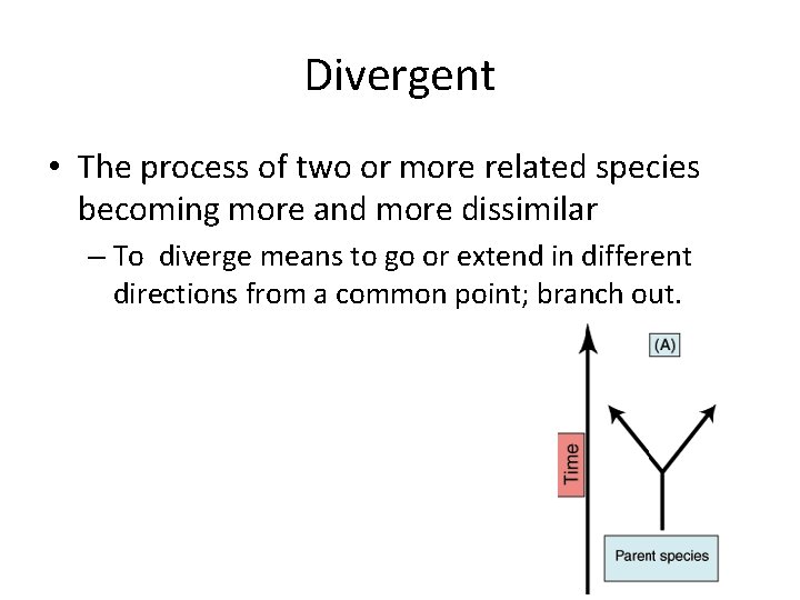 Divergent • The process of two or more related species becoming more and more