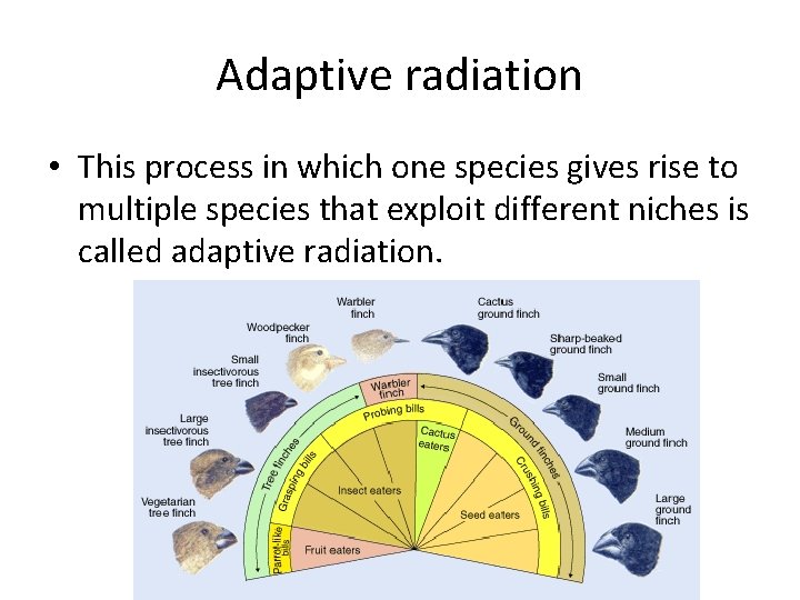 Adaptive radiation • This process in which one species gives rise to multiple species