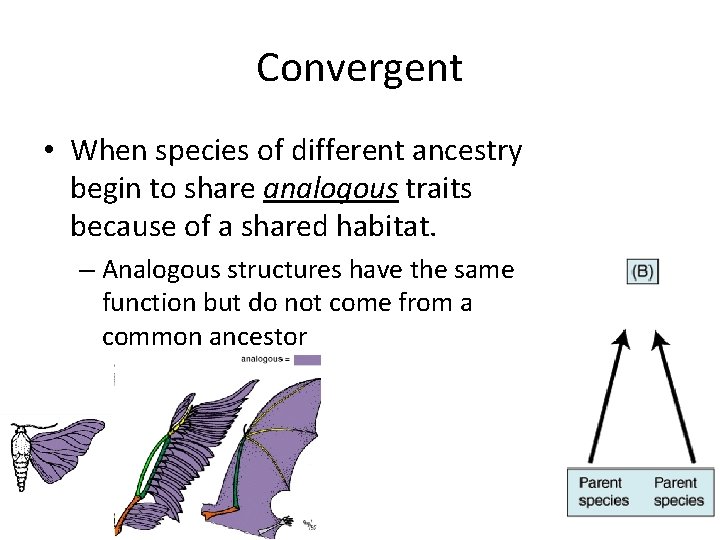 Convergent • When species of different ancestry begin to share analogous traits because of