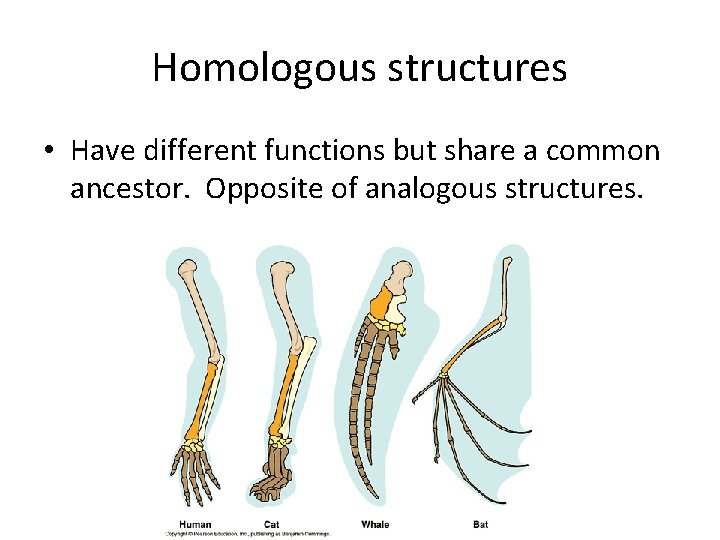 Homologous structures • Have different functions but share a common ancestor. Opposite of analogous