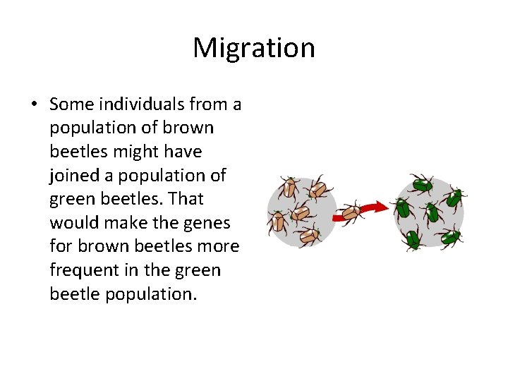 Migration • Some individuals from a population of brown beetles might have joined a