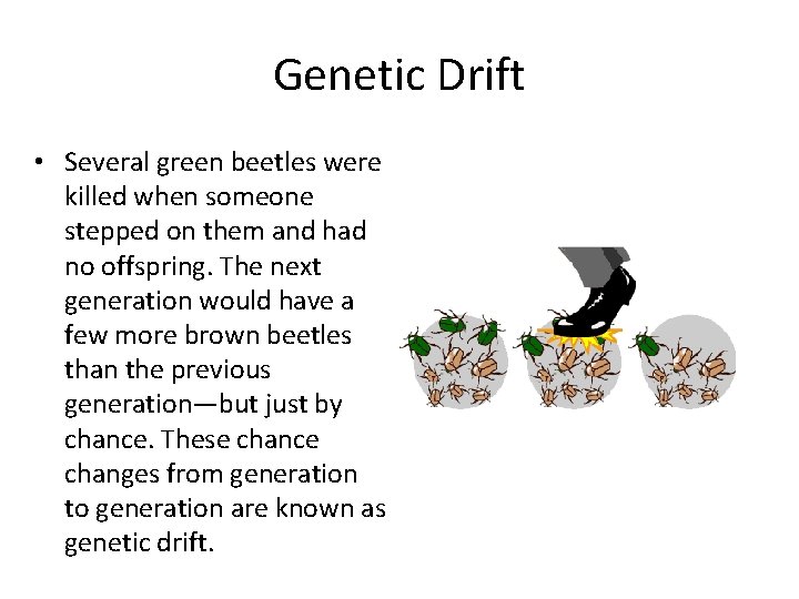 Genetic Drift • Several green beetles were killed when someone stepped on them and