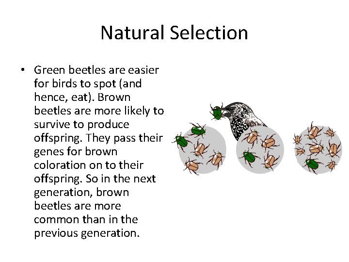 Natural Selection • Green beetles are easier for birds to spot (and hence, eat).