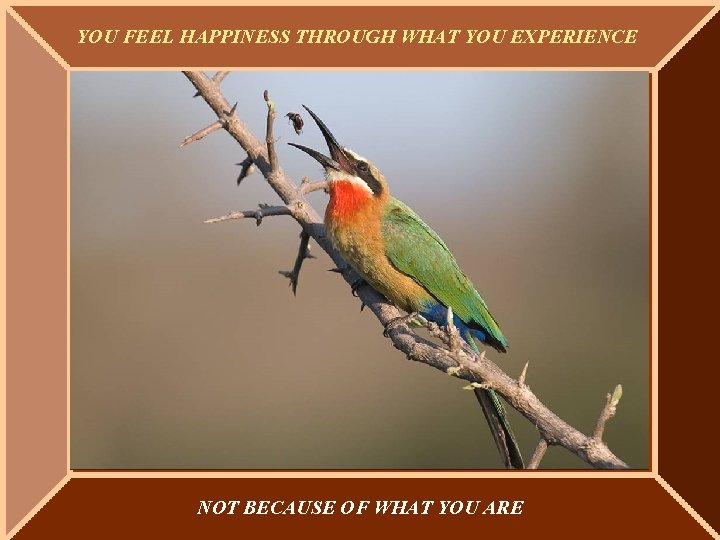 YOU FEEL HAPPINESS THROUGH WHAT YOU EXPERIENCE NOT BECAUSE OF WHAT YOU ARE YOU FEEL HAPPINESS THROUGH WHAT YOU EXPERIENCE NOT BECAUSE OF WHAT YOU ARE