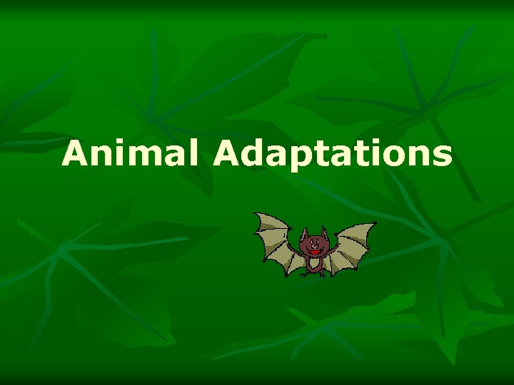 Animal Adaptations 