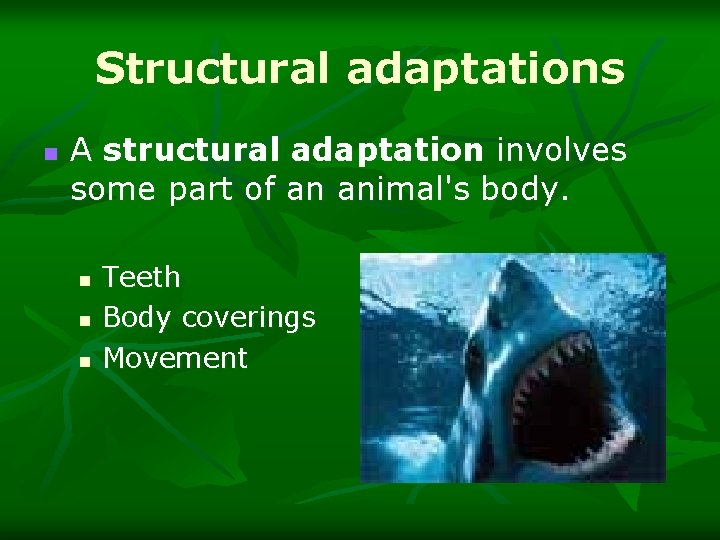 Structural adaptations n A structural adaptation involves some part of an animal's body. n