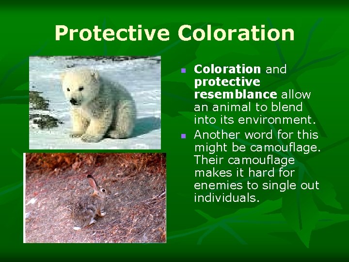 Protective Coloration n n Coloration and protective resemblance allow an animal to blend into