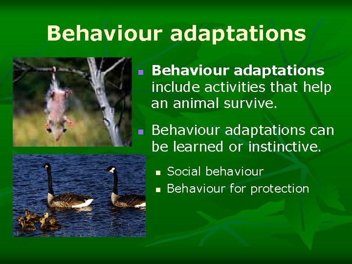 Behaviour adaptations n n Behaviour adaptations include activities that help an animal survive. Behaviour