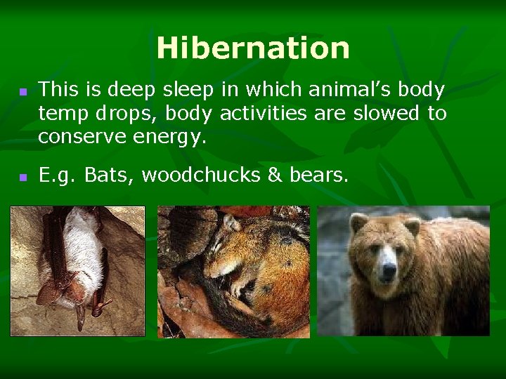 Hibernation n n This is deep sleep in which animal’s body temp drops, body