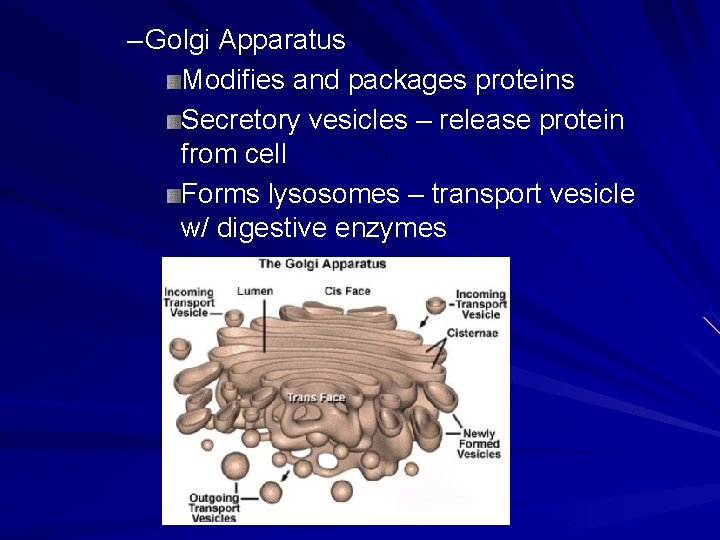 – Golgi Apparatus Modifies and packages proteins Secretory vesicles – release protein from cell – Golgi Apparatus Modifies and packages proteins Secretory vesicles – release protein from cell