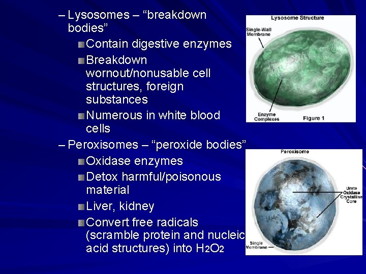 – Lysosomes – “breakdown bodies” Contain digestive enzymes Breakdown wornout/nonusable cell structures, foreign substances – Lysosomes – “breakdown bodies” Contain digestive enzymes Breakdown wornout/nonusable cell structures, foreign substances