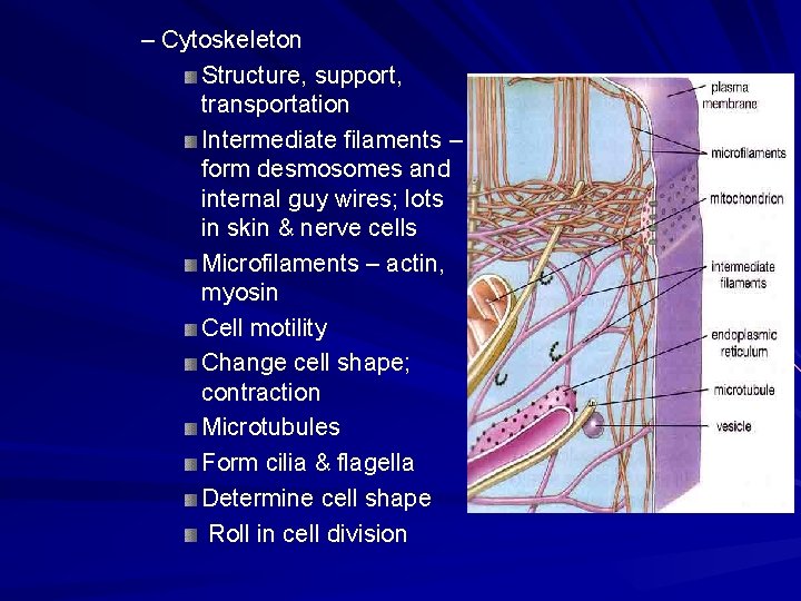 – Cytoskeleton Structure, support, transportation Intermediate filaments – form desmosomes and internal guy wires; – Cytoskeleton Structure, support, transportation Intermediate filaments – form desmosomes and internal guy wires;