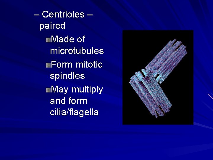 – Centrioles – paired Made of microtubules Form mitotic spindles May multiply and form – Centrioles – paired Made of microtubules Form mitotic spindles May multiply and form