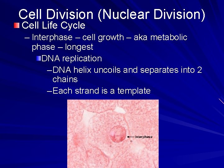 Cell Division (Nuclear Division) Cell Life Cycle – Interphase – cell growth – aka Cell Division (Nuclear Division) Cell Life Cycle – Interphase – cell growth – aka