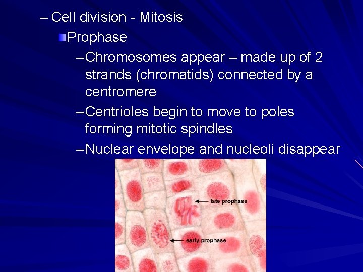 – Cell division - Mitosis Prophase – Chromosomes appear – made up of 2 – Cell division - Mitosis Prophase – Chromosomes appear – made up of 2