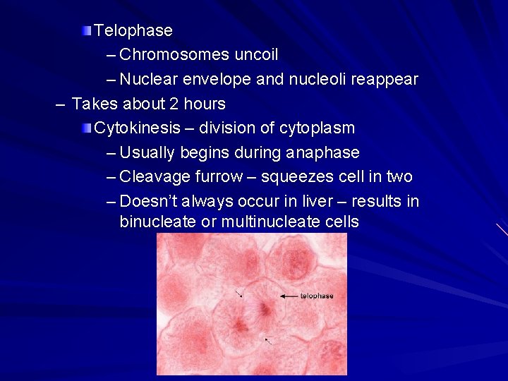 Telophase – Chromosomes uncoil – Nuclear envelope and nucleoli reappear – Takes about 2 Telophase – Chromosomes uncoil – Nuclear envelope and nucleoli reappear – Takes about 2